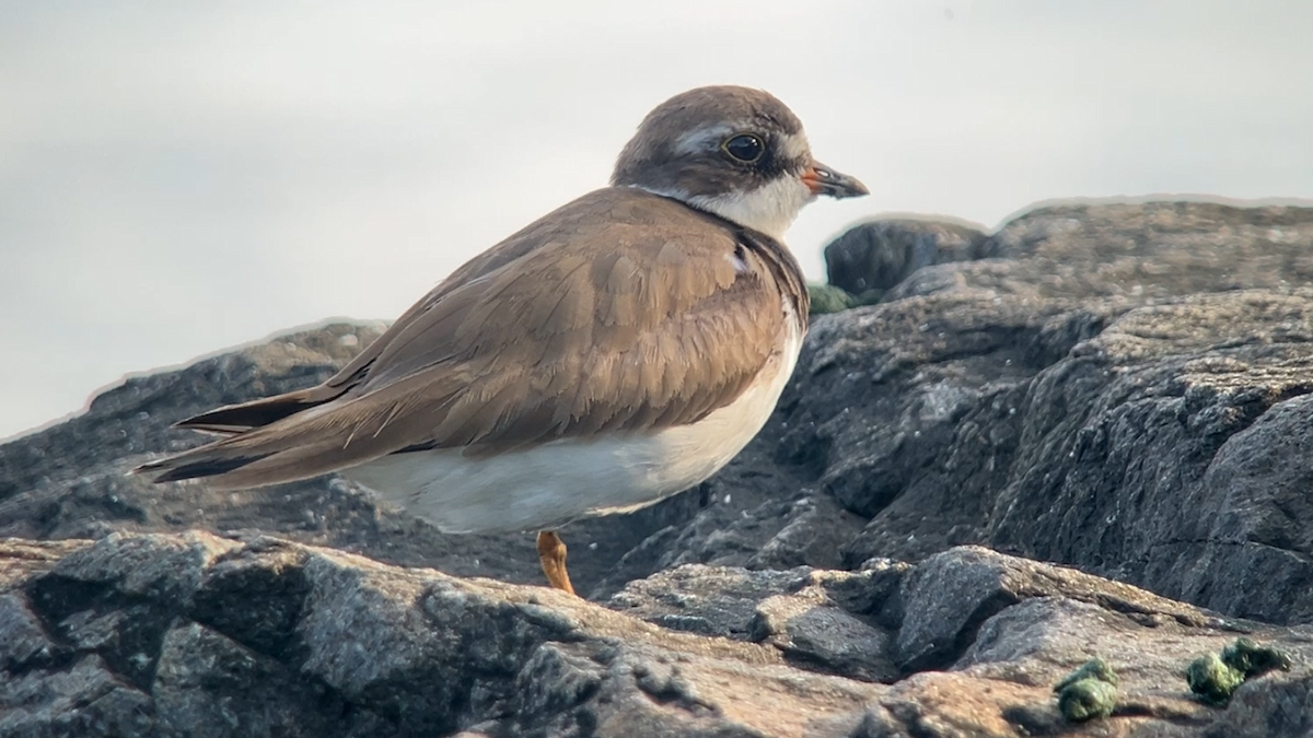 Semipalmated Plover - ML622126361