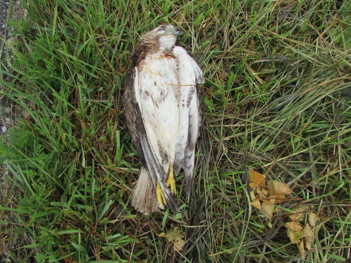 Red-tailed Hawk - ML622126362