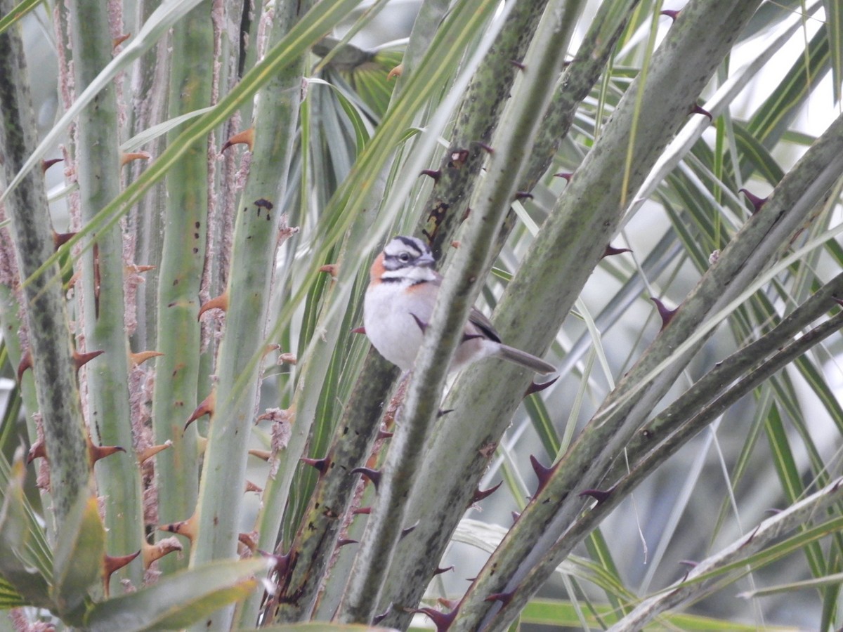 Rufous-collared Sparrow - ML622126363
