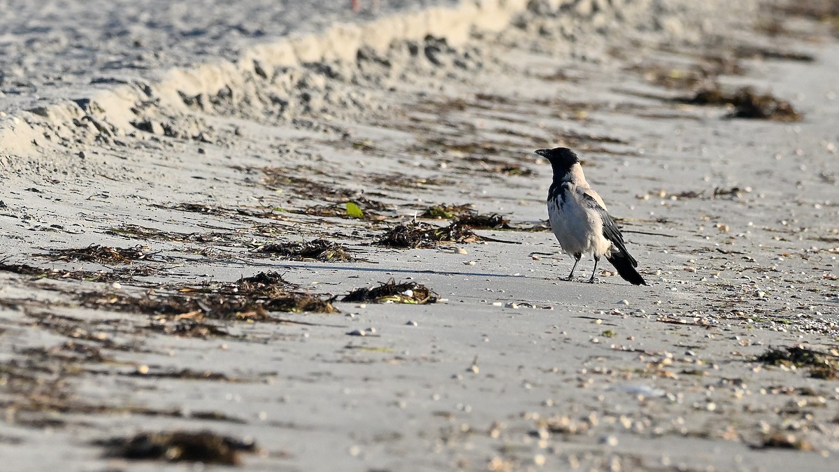 Hooded Crow - ML622126366