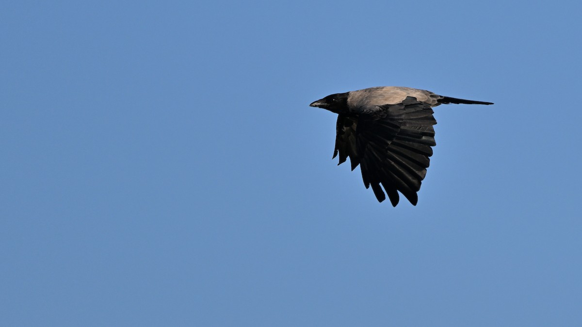 Hooded Crow - ML622126367