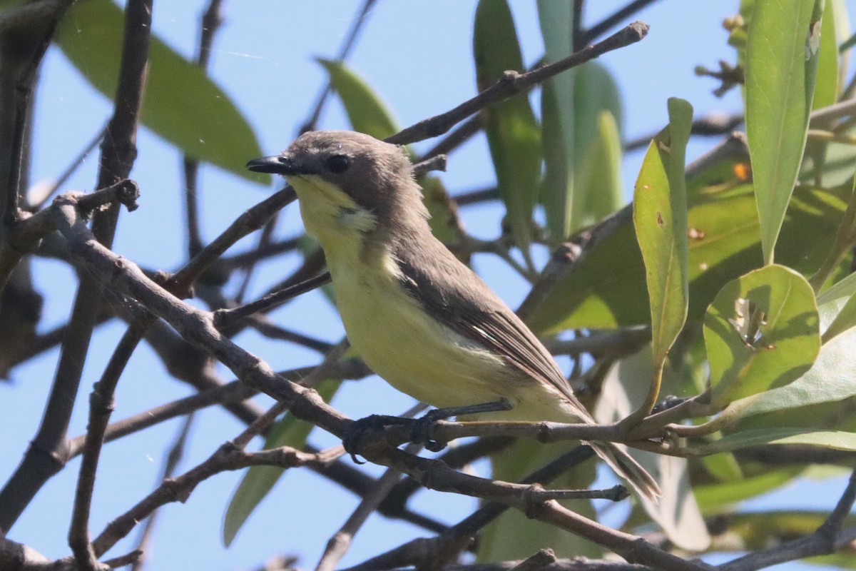 Golden-bellied Gerygone - ML622126368