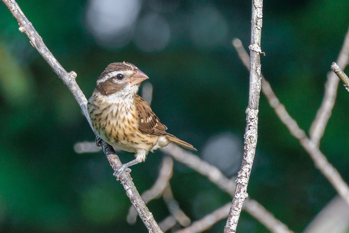 Rose-breasted Grosbeak - Laurent Prévost-Frenette