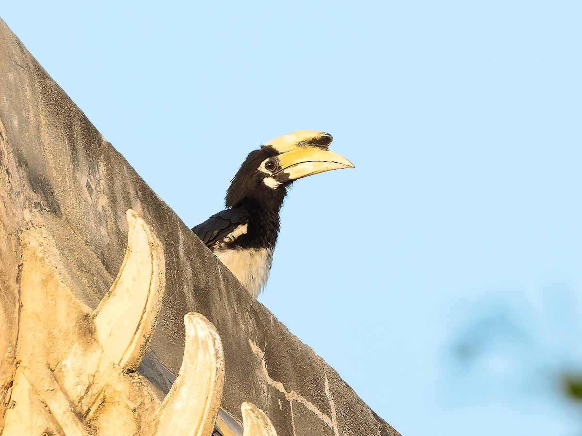 Oriental Pied-Hornbill - ML622126405