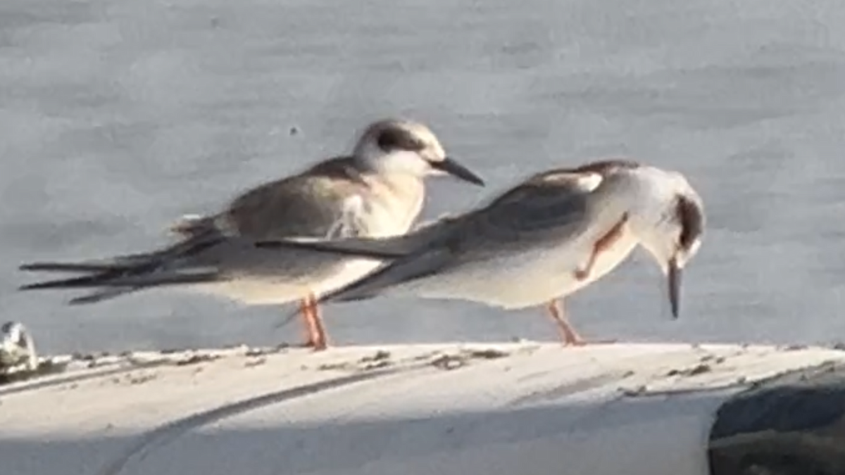 Forster's Tern - Jeanne Cimorelli