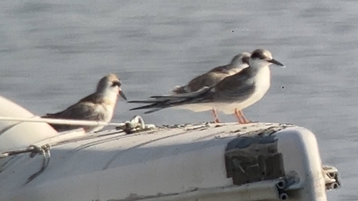 Forster's Tern - Jeanne Cimorelli