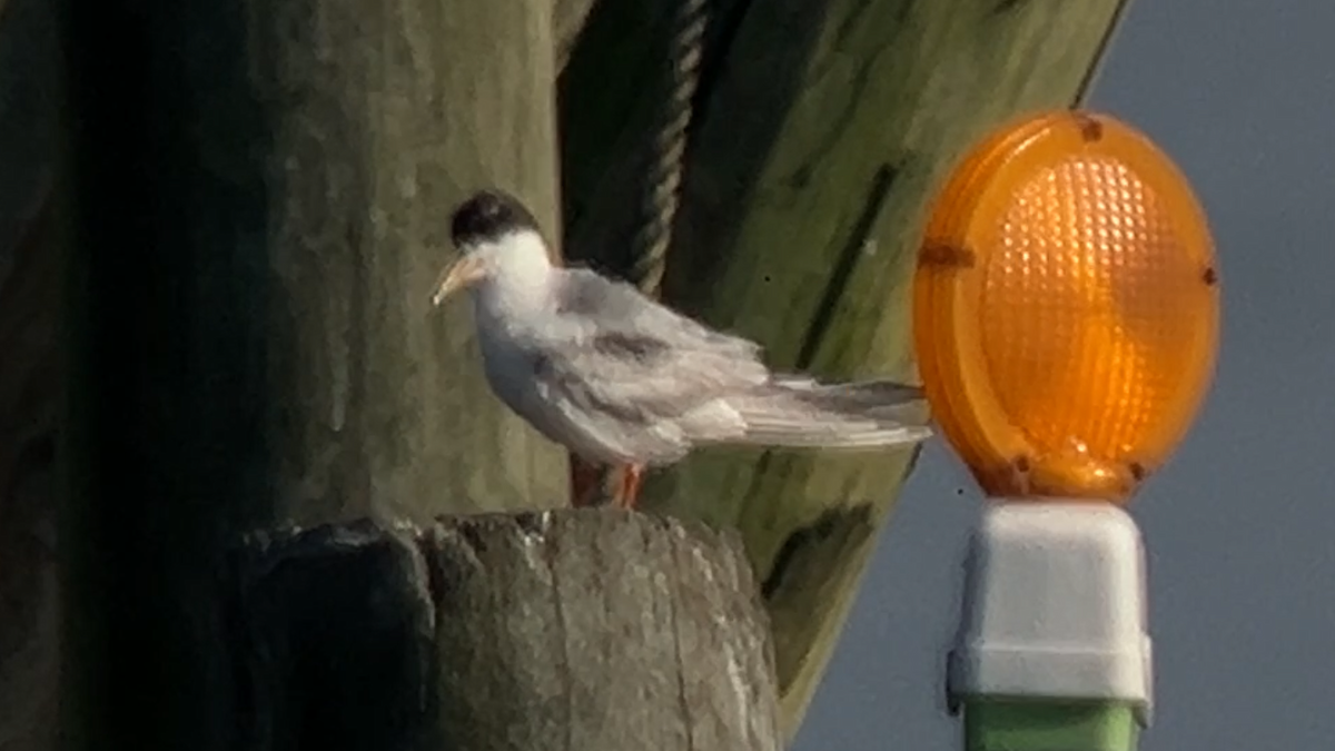 Forster's Tern - ML622126409