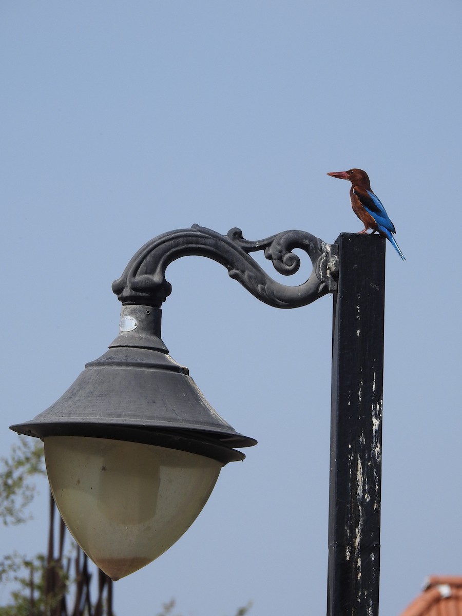 White-throated Kingfisher - ML622126424