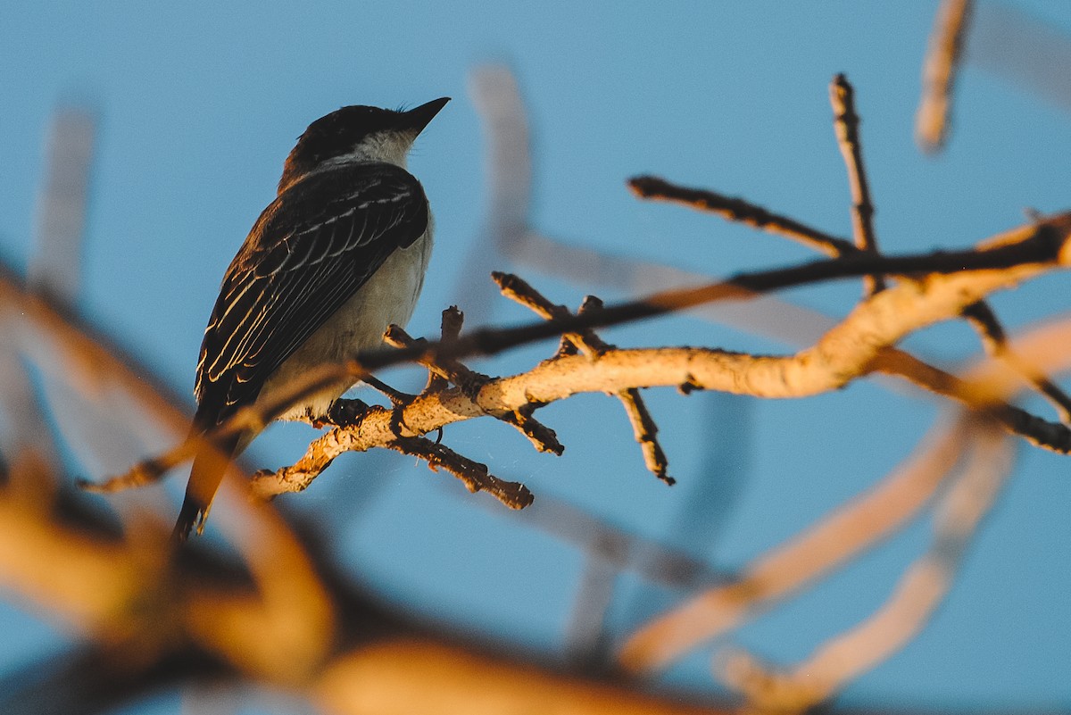 Eastern Kingbird - ML622126431