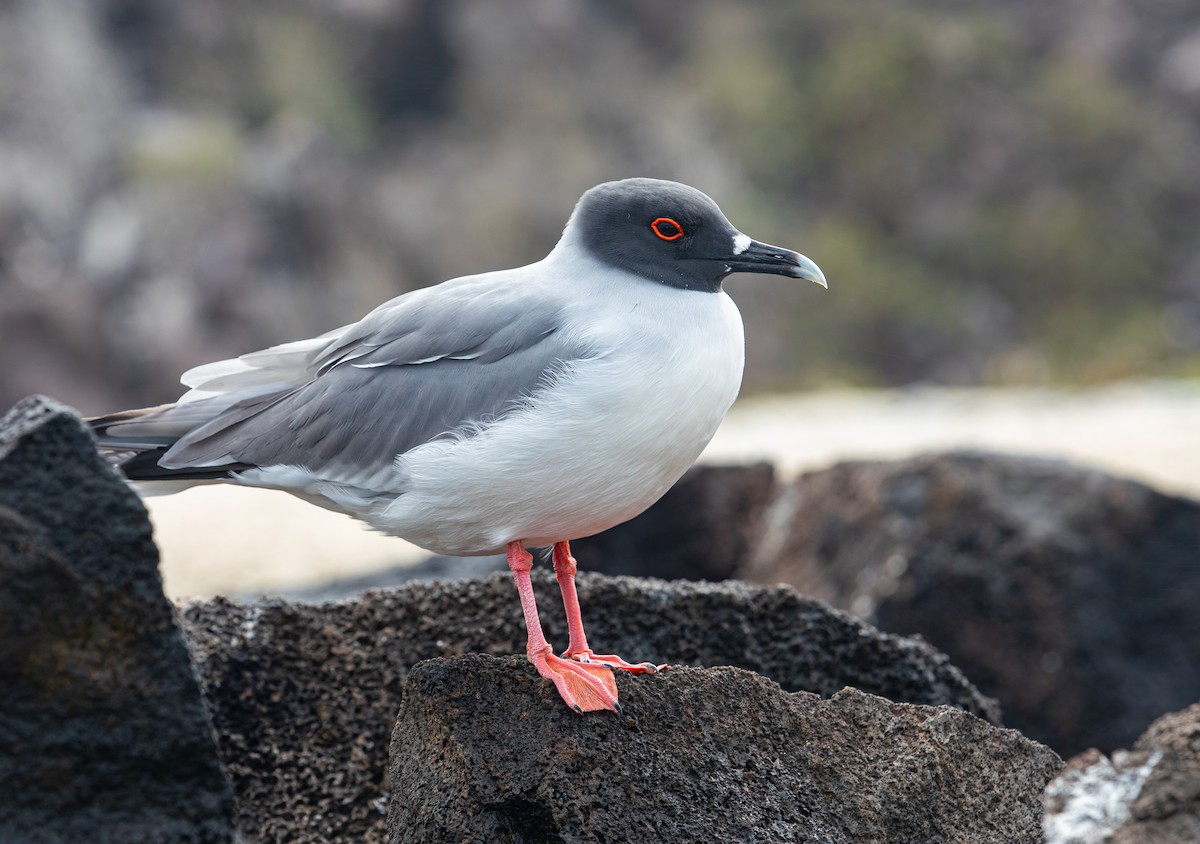 Swallow-tailed Gull - Neil Dowling