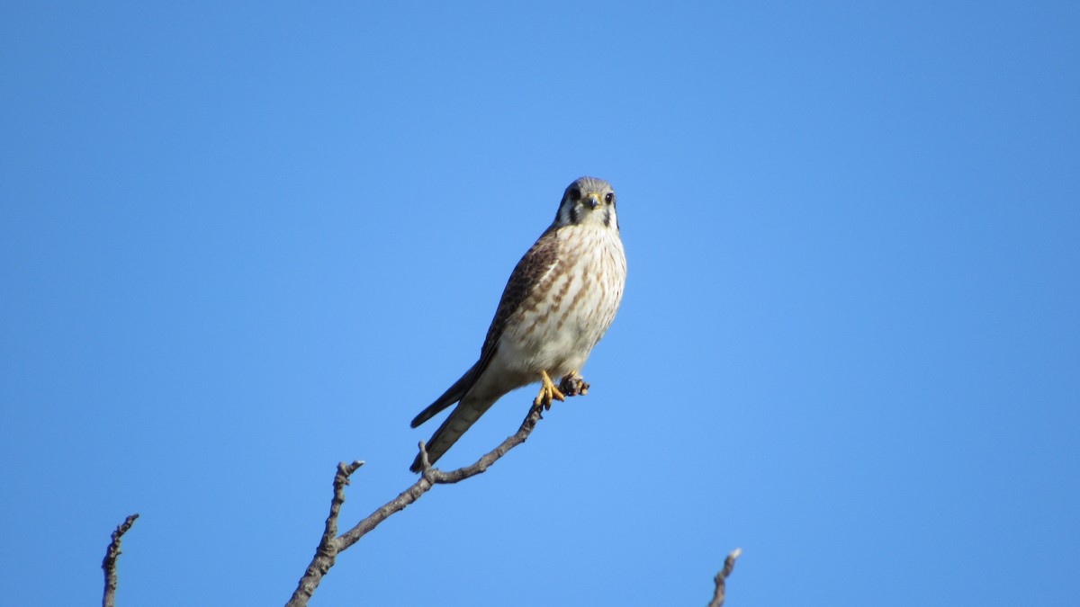 American Kestrel - ML622126437