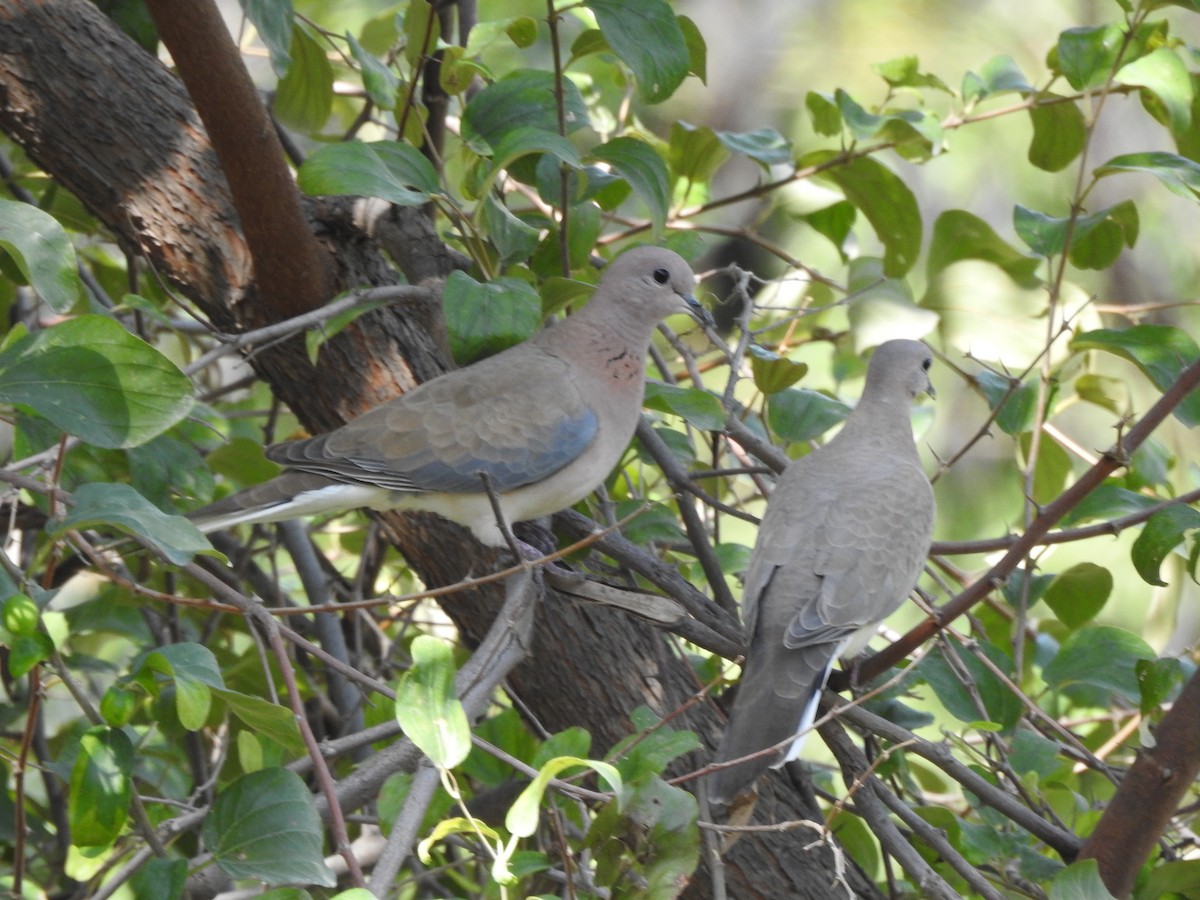 Laughing Dove - ML622126438
