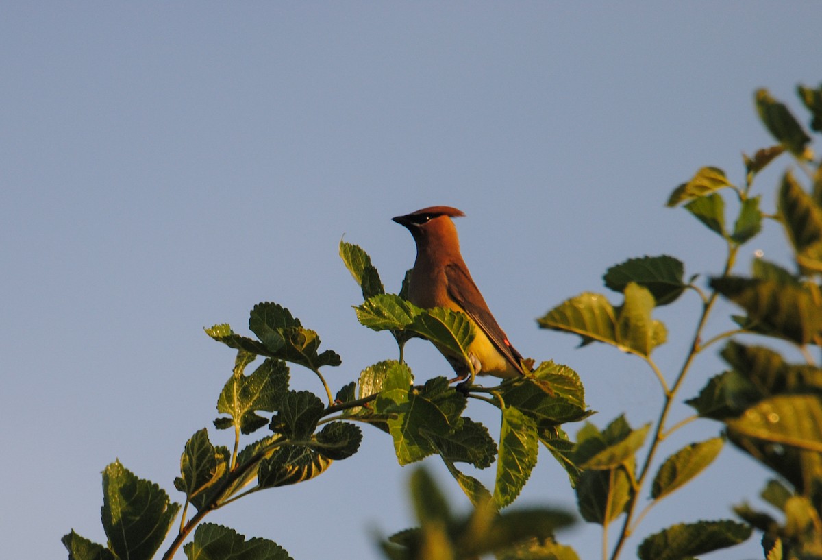 Cedar Waxwing - ML622126439