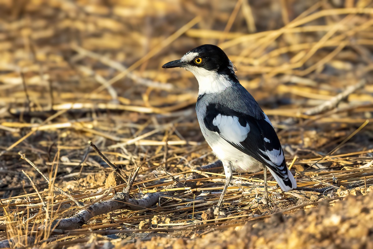 White-tailed Shrike - ML622126440