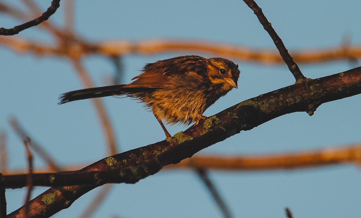 Song Sparrow - ML622126441