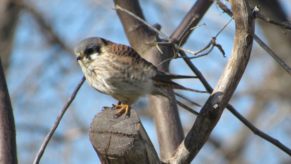 American Kestrel - tusken birder