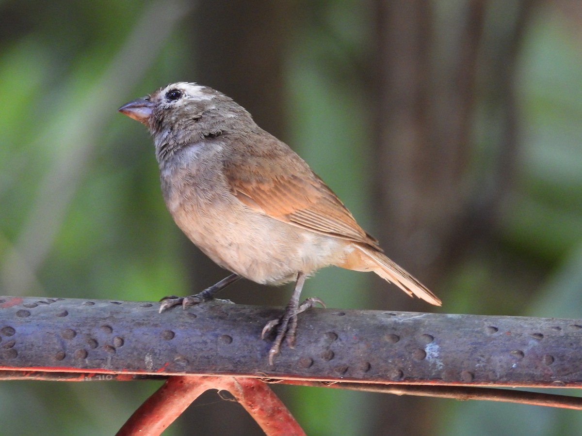 Barbados Bullfinch - ML622126444