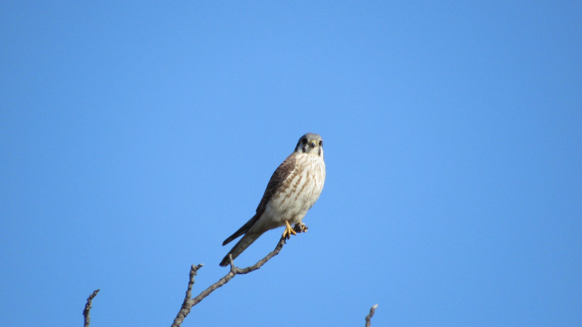 American Kestrel - ML622126446