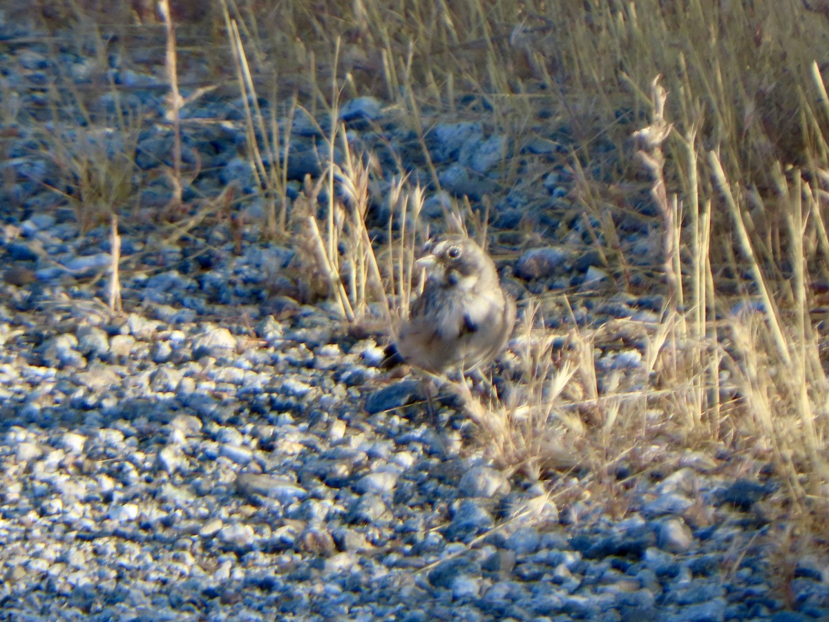 Bell's Sparrow (belli) - ML622126447