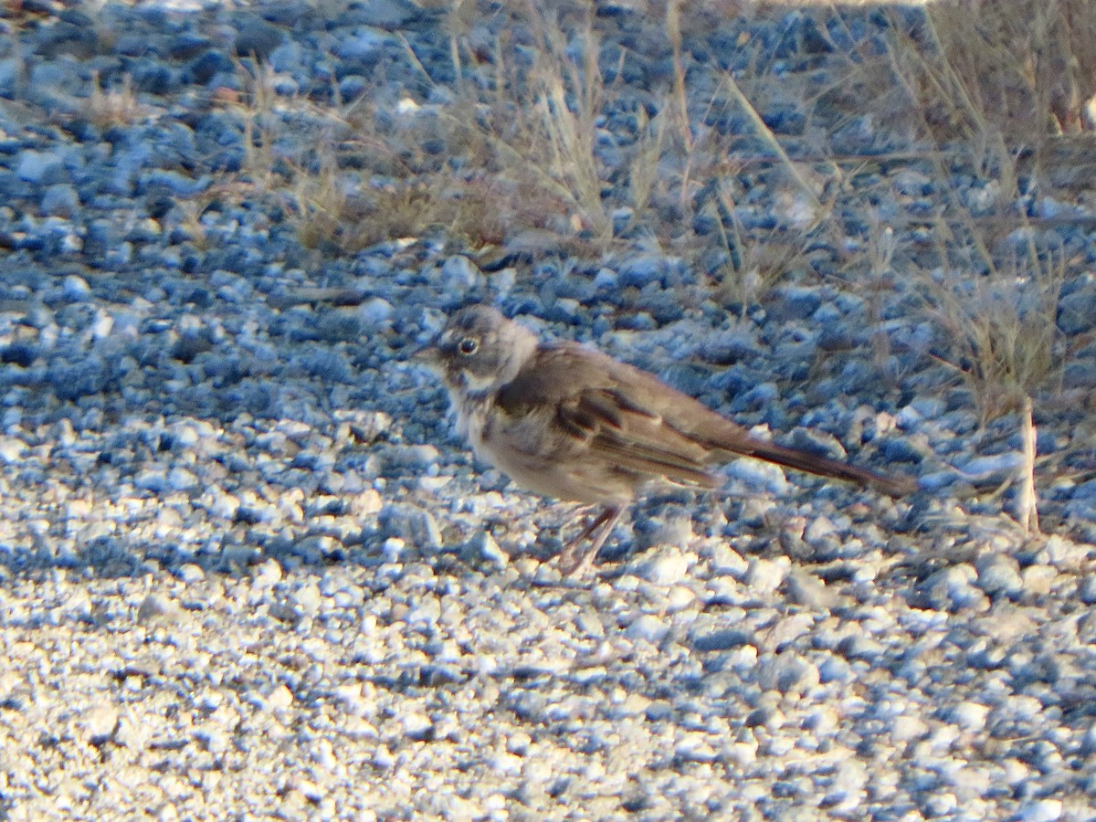 Bell's Sparrow (belli) - ML622126448