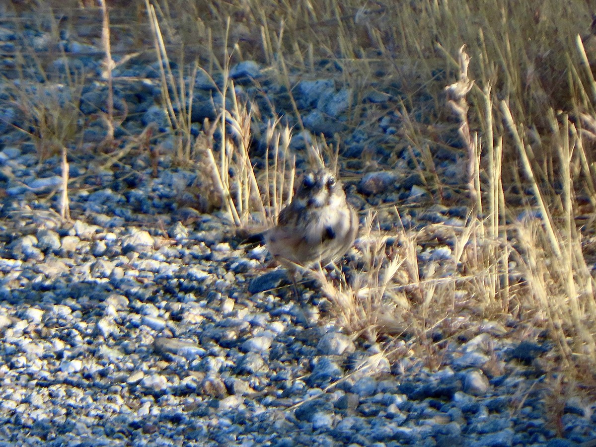 Bell's Sparrow (belli) - ML622126449