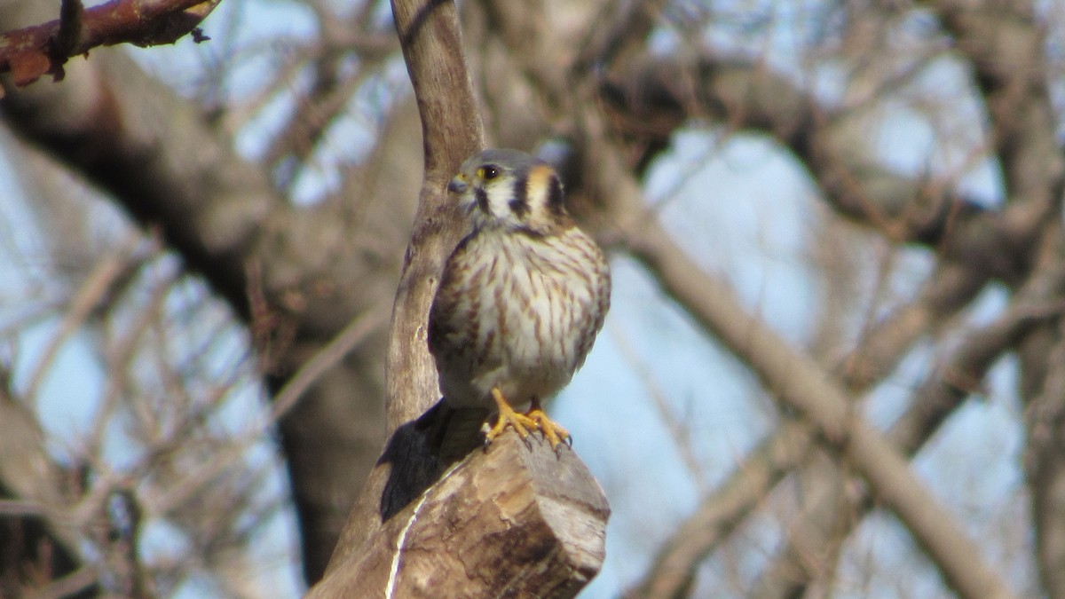 American Kestrel - tusken birder