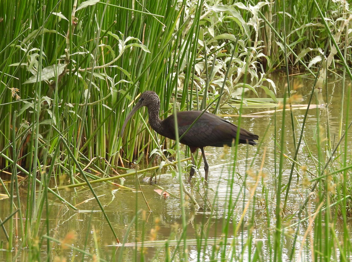 bronseibis - ML622126454