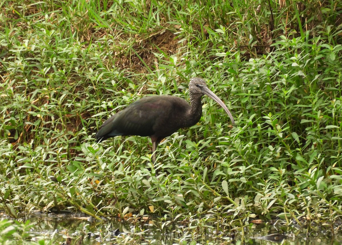 bronseibis - ML622126457