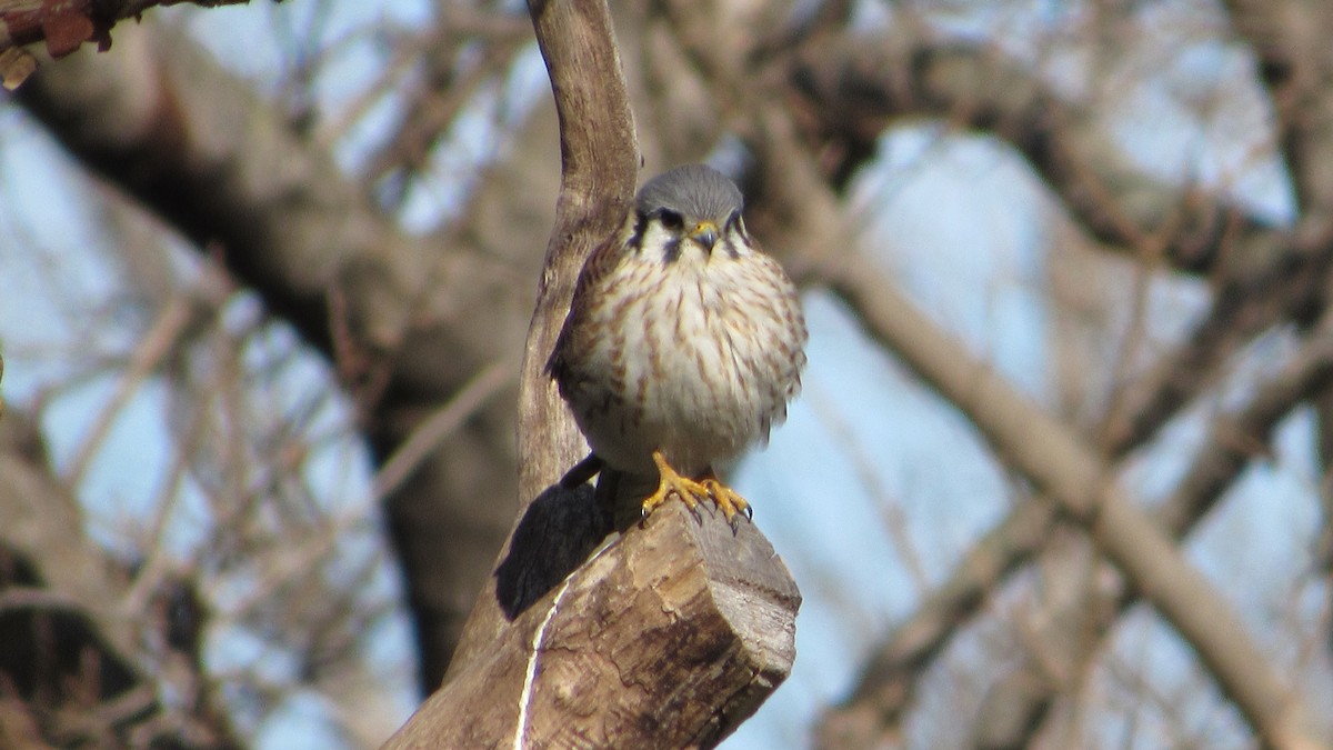 American Kestrel - ML622126459