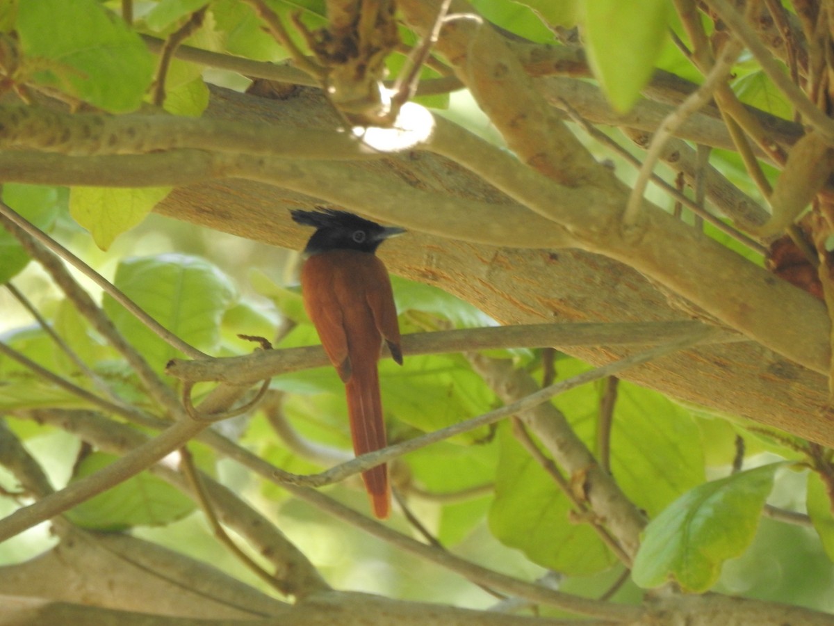 Indian Paradise-Flycatcher - ML622126460