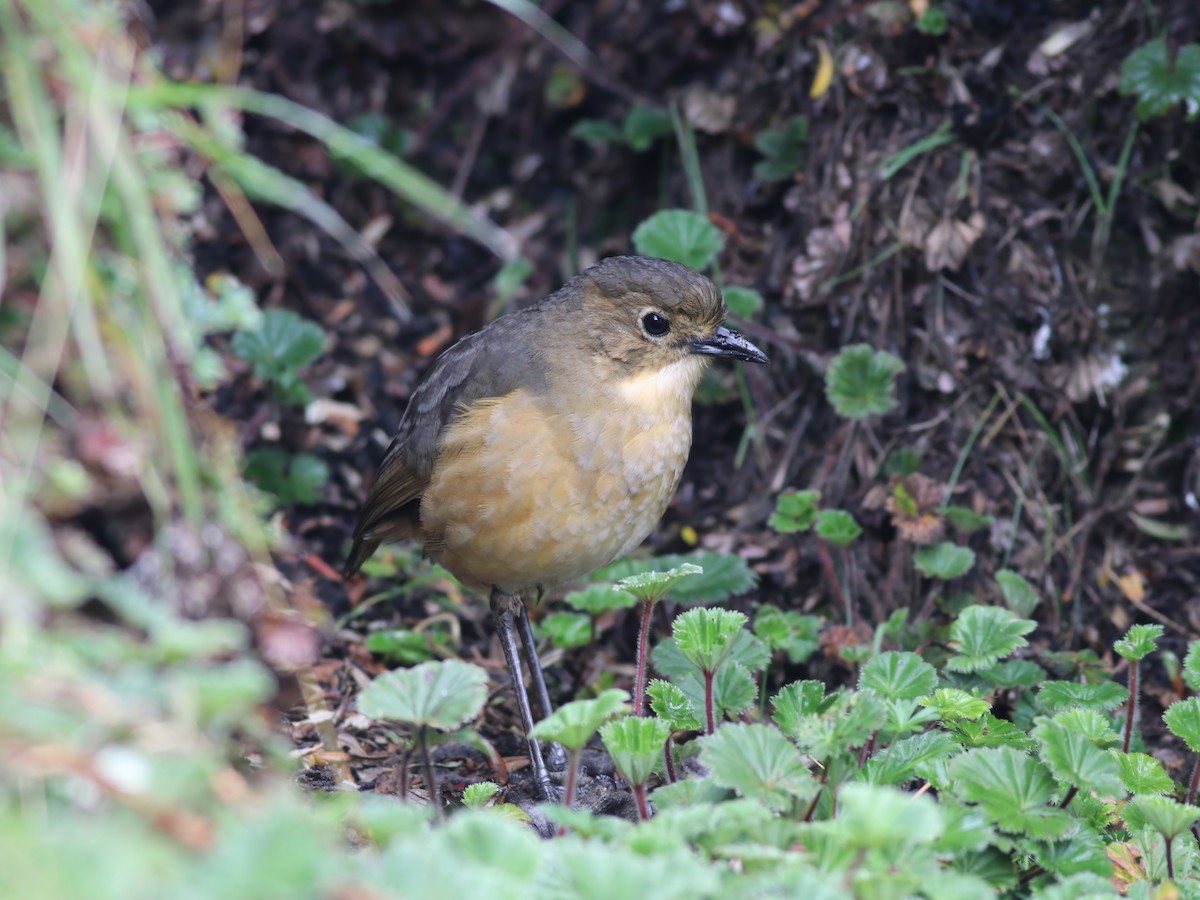 Tawny Antpitta - ML622126461