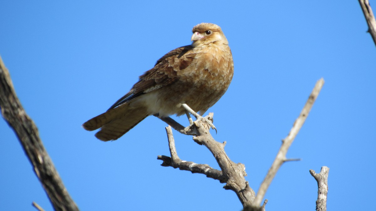 Chimango Caracara - ML622126463