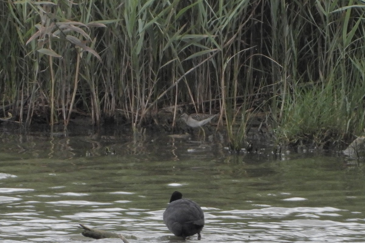 Шугуйн хөгчүү - ML622126477