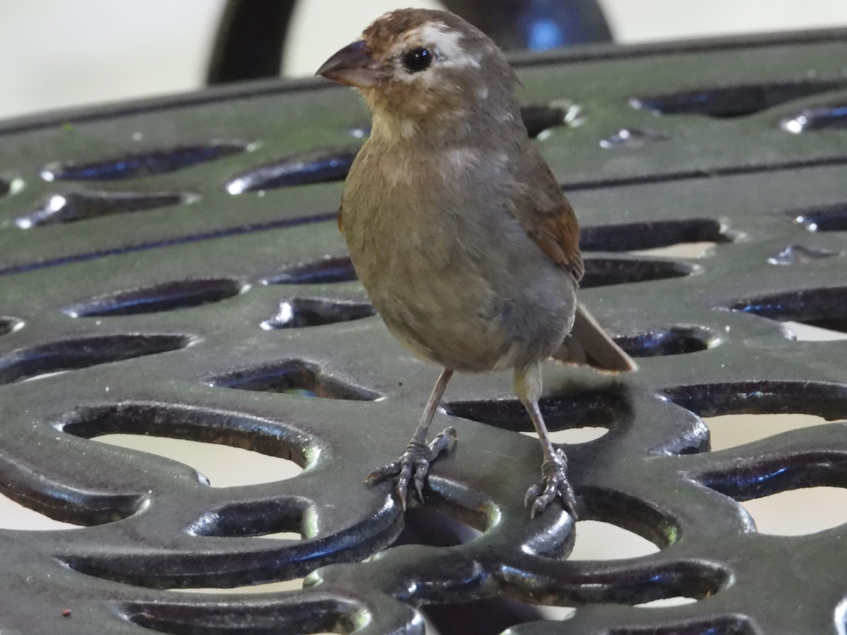 Barbados Bullfinch - ML622126486