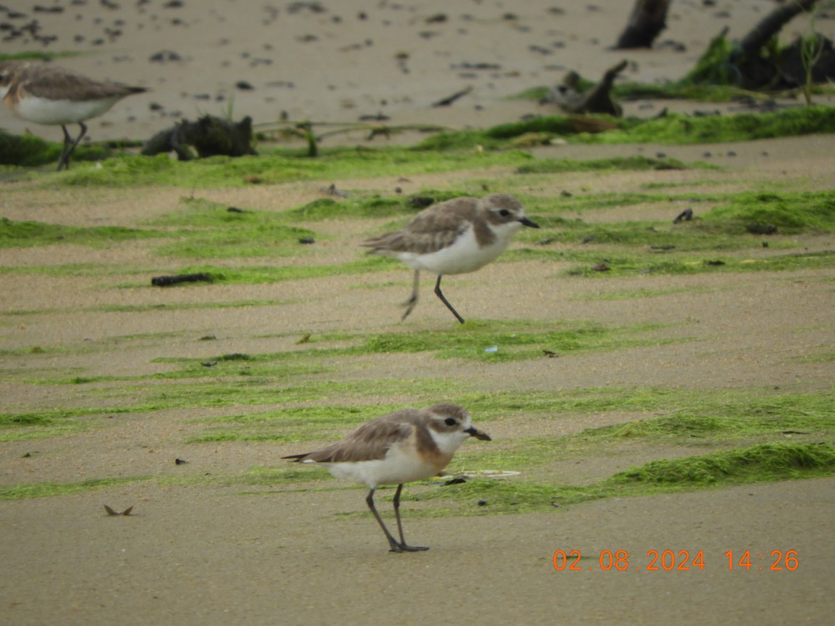 Siberian/Tibetan Sand-Plover - ML622126569