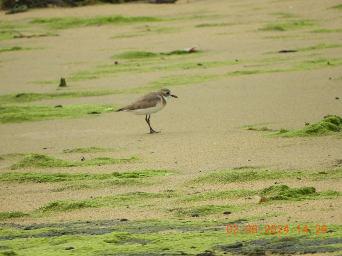 Siberian/Tibetan Sand-Plover - ML622126572