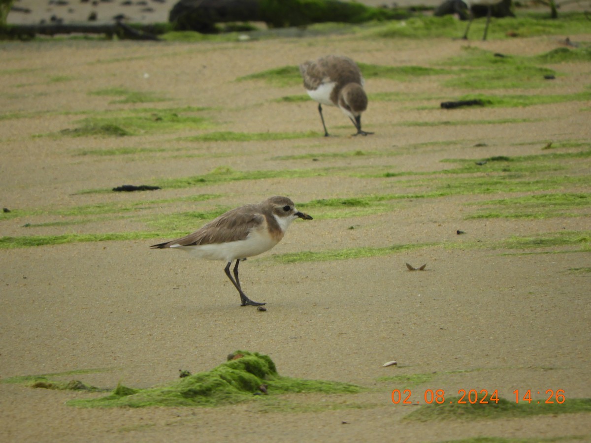 Siberian/Tibetan Sand-Plover - ML622126573