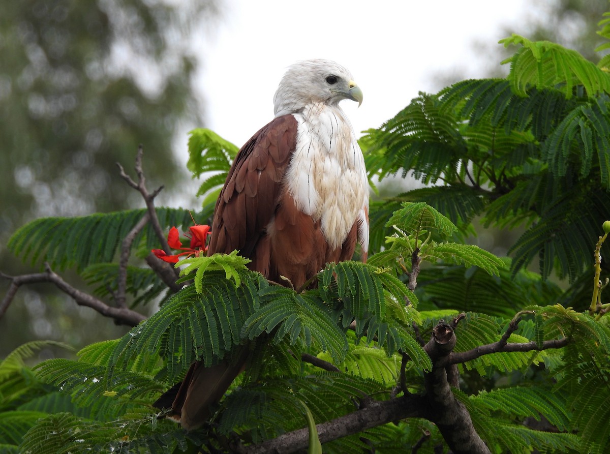 Brahminy Kite - Manju Sinha