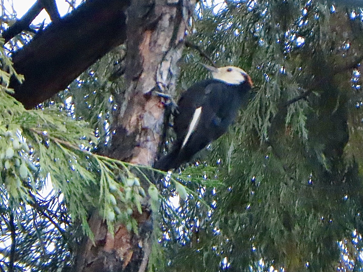 White-headed Woodpecker - Vincent  Zollo