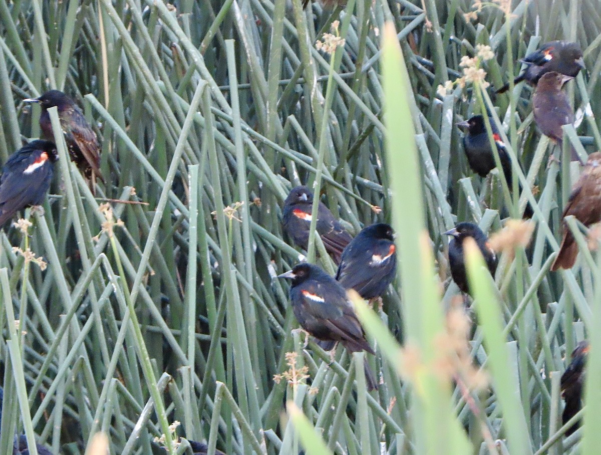 Tricolored Blackbird - Vincent  Zollo