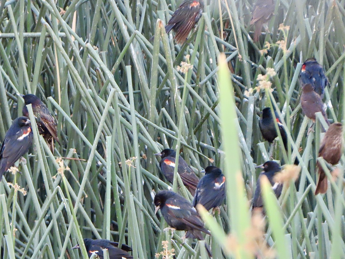 Tricolored Blackbird - ML622126605