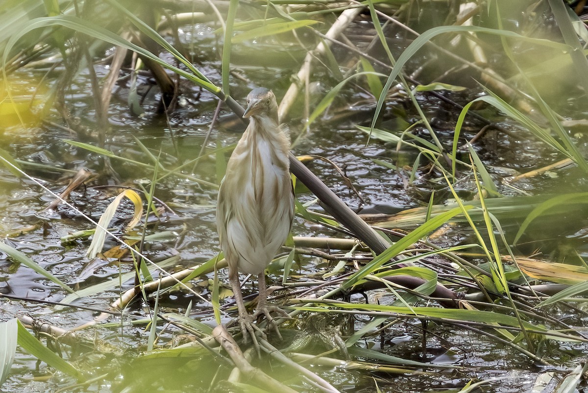 Little Bittern - ML622126611