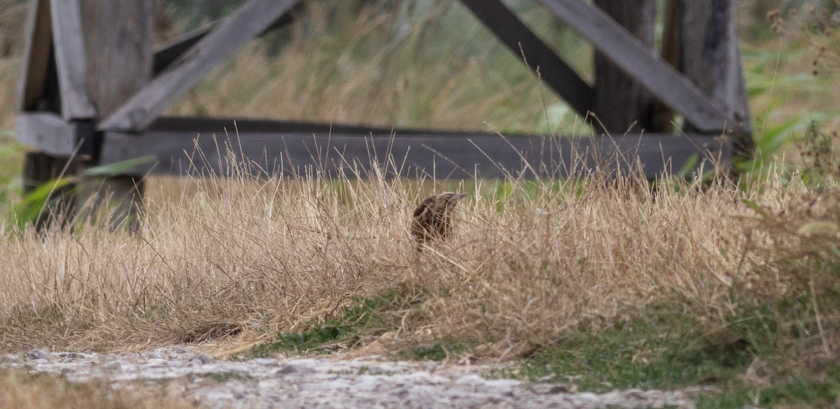 Little Bittern - ML622126612