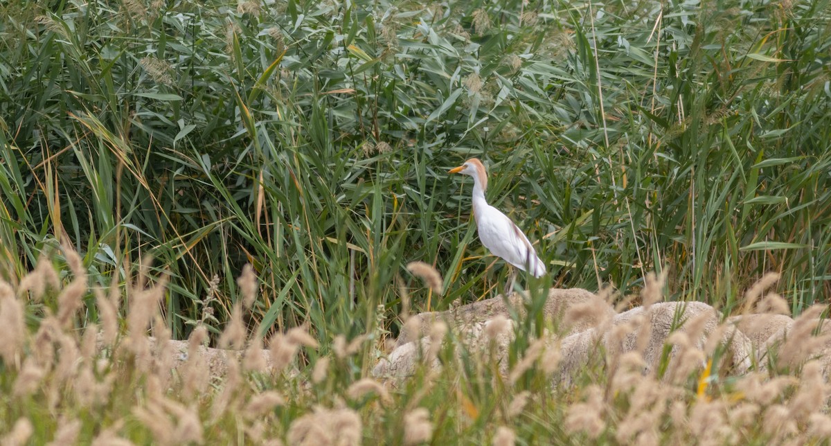 Western Cattle Egret - ML622126613