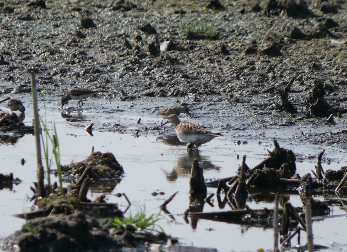 Least Sandpiper - ML622126614