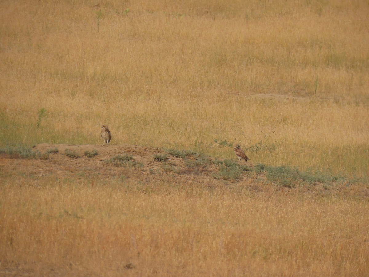 Burrowing Owl - ML622126615