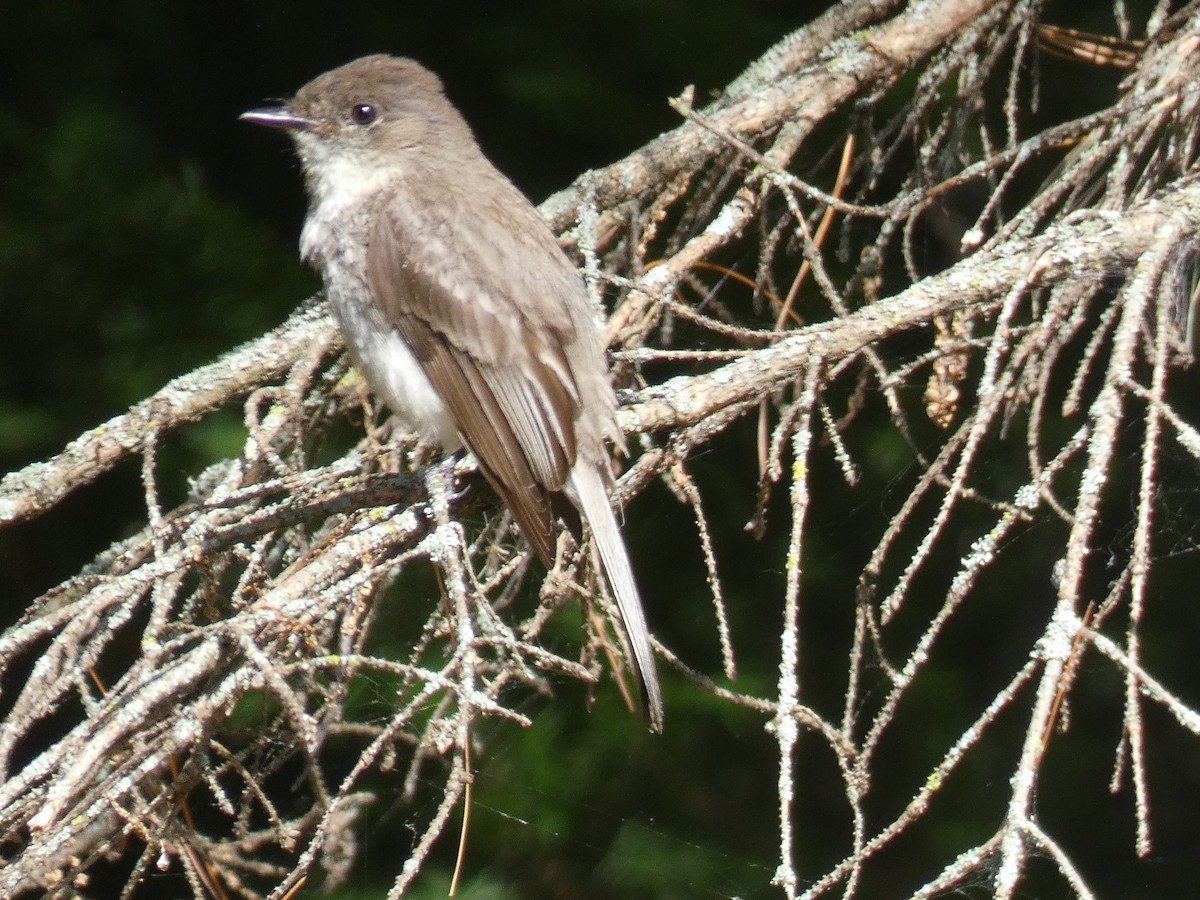 Eastern Phoebe - ML622126617