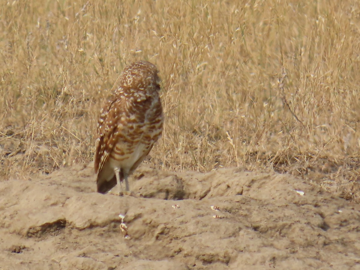 Burrowing Owl - ML622126618