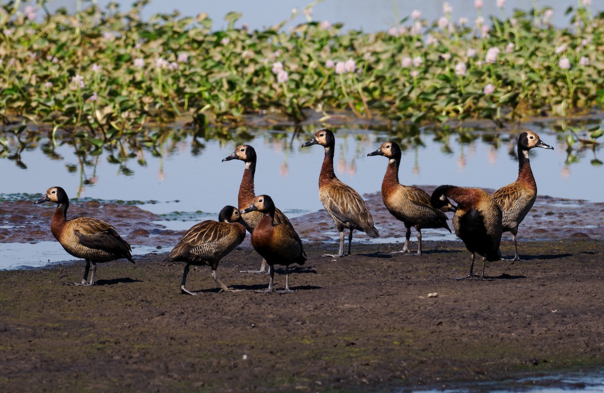 White-faced Whistling-Duck - ML622126619