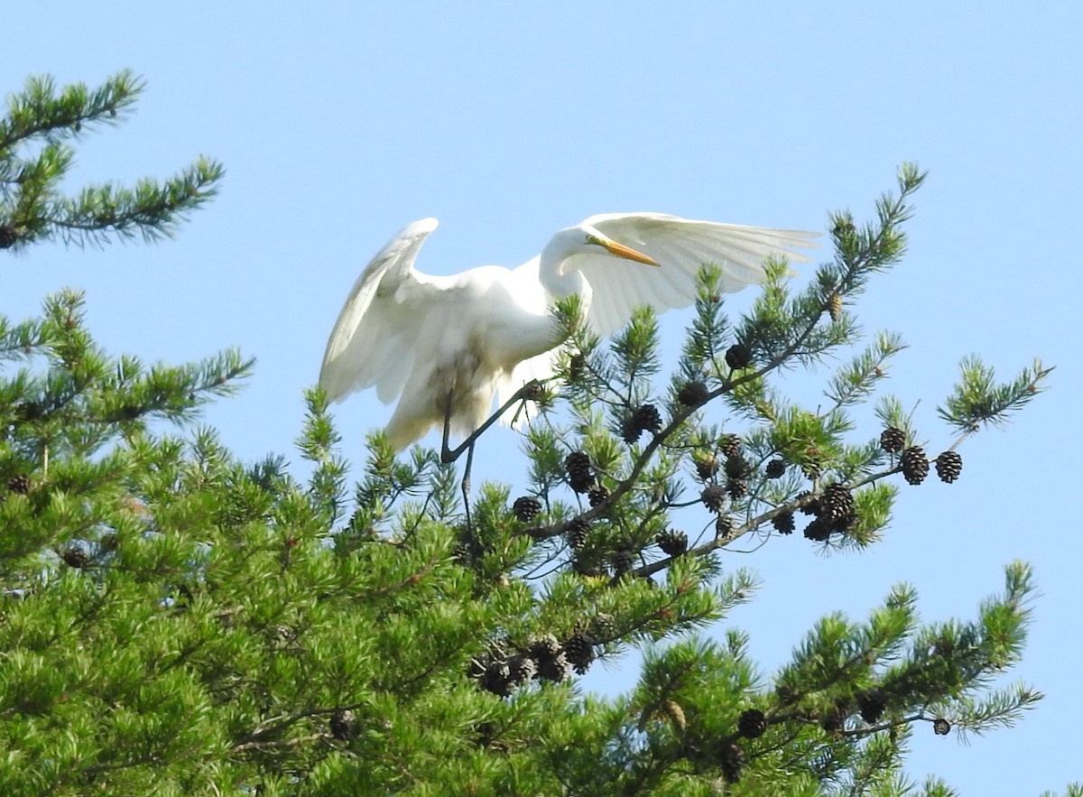 Great Egret - Fred Shaffer